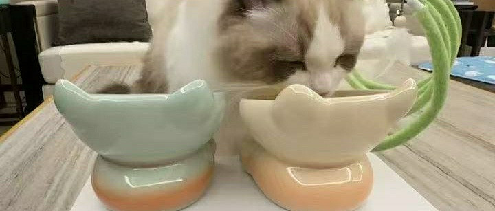 猫低头吃饭这件事，比想象中伤脖子