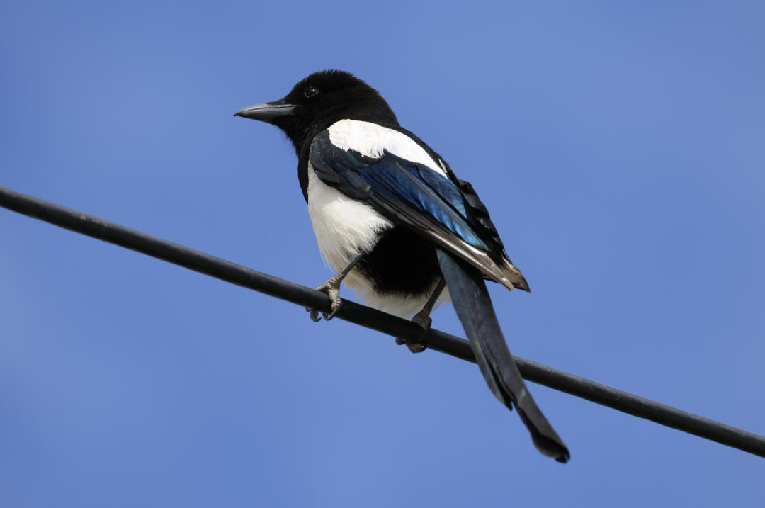 乌鸦记仇还传后代?翻完原始论文,网传有三处跑偏