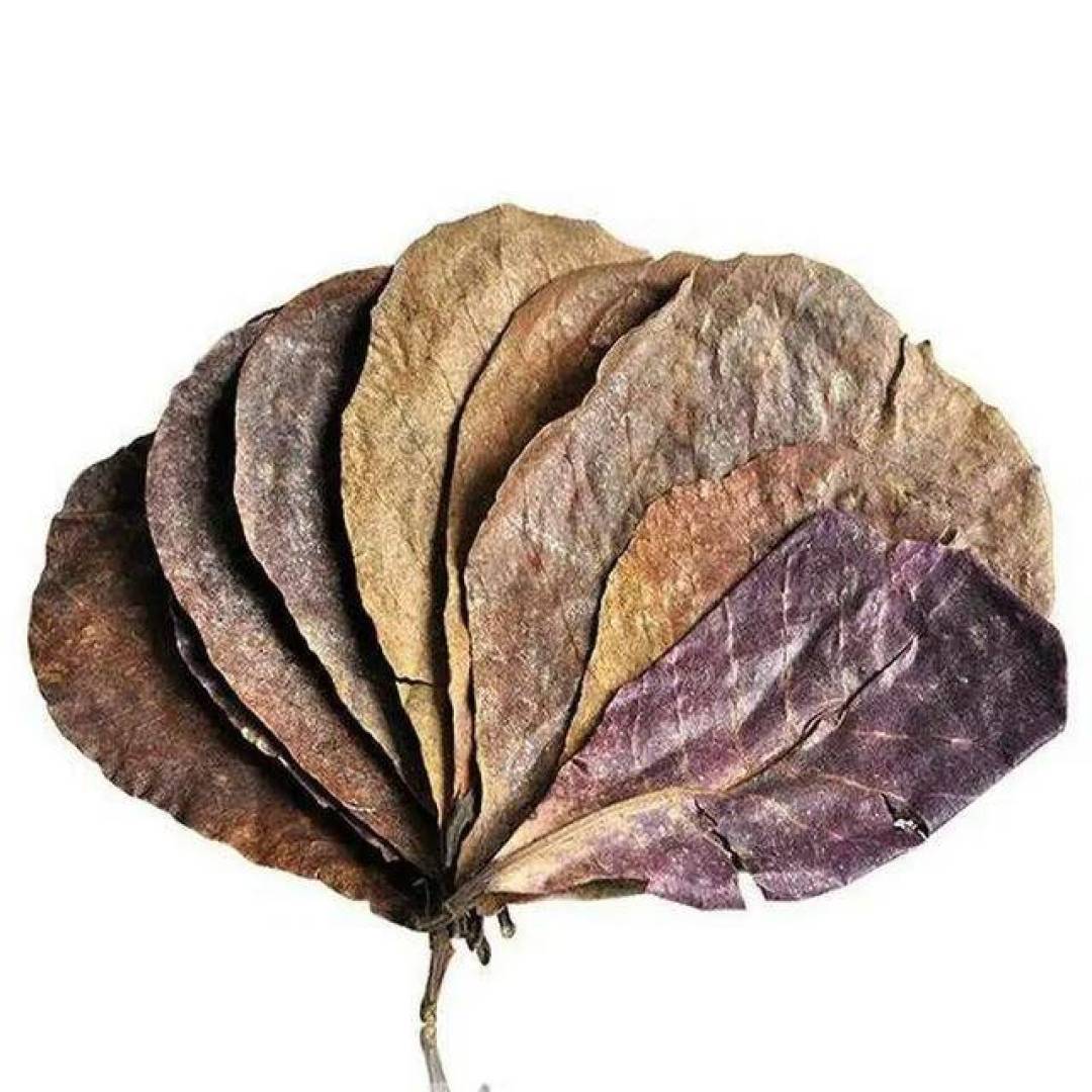 鱼缸一黄,有人买蛋白棉,有人去捡烂树叶