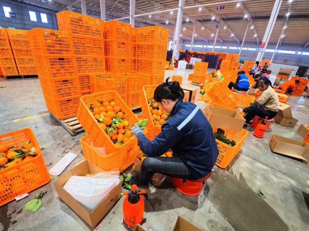 官方11月6日才开摘，10月底的“赣南脐橙”10斤已经卖到二十几块：圆的是赣南早，椭圆的是纽荷尔，别把抢跑果当正季
