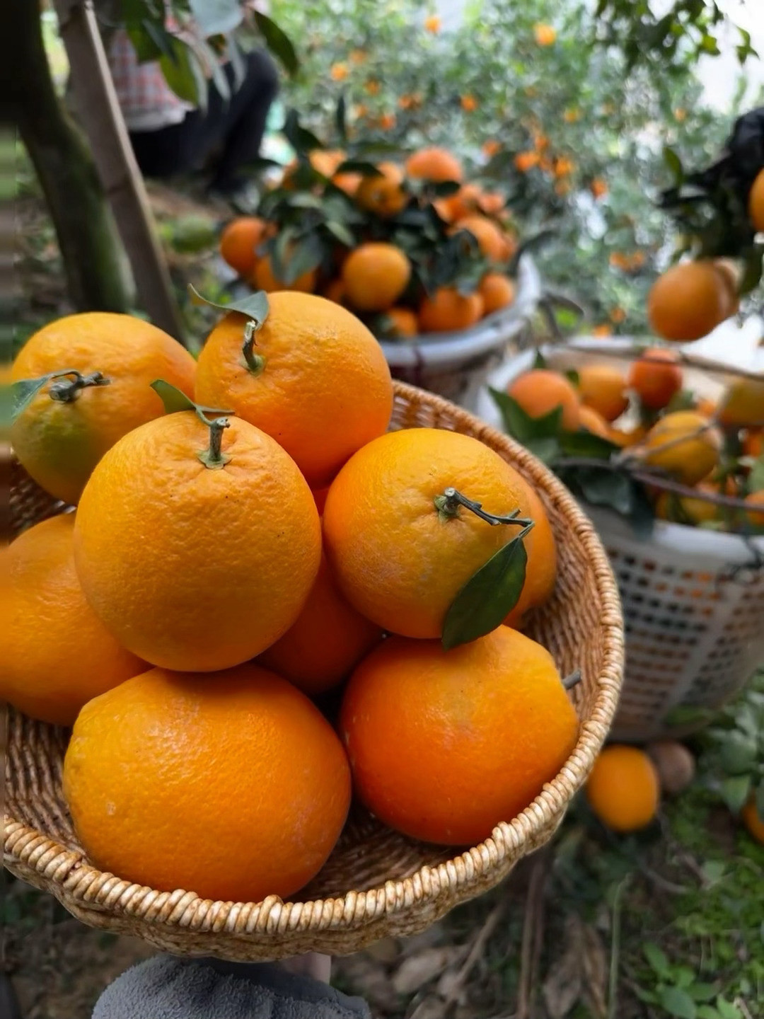 赣南脐橙11月6日开摘,现在直播间的“头茬”是什么?
