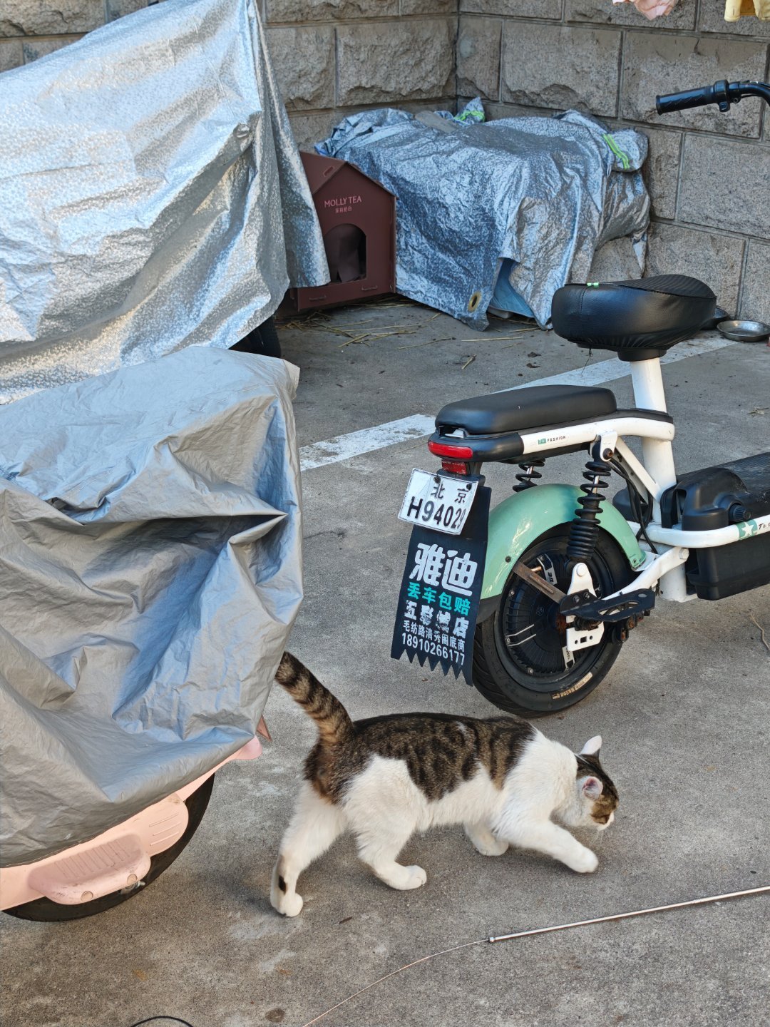 5000份免费猫窝爆火:先别急着放,放对地方才是关键