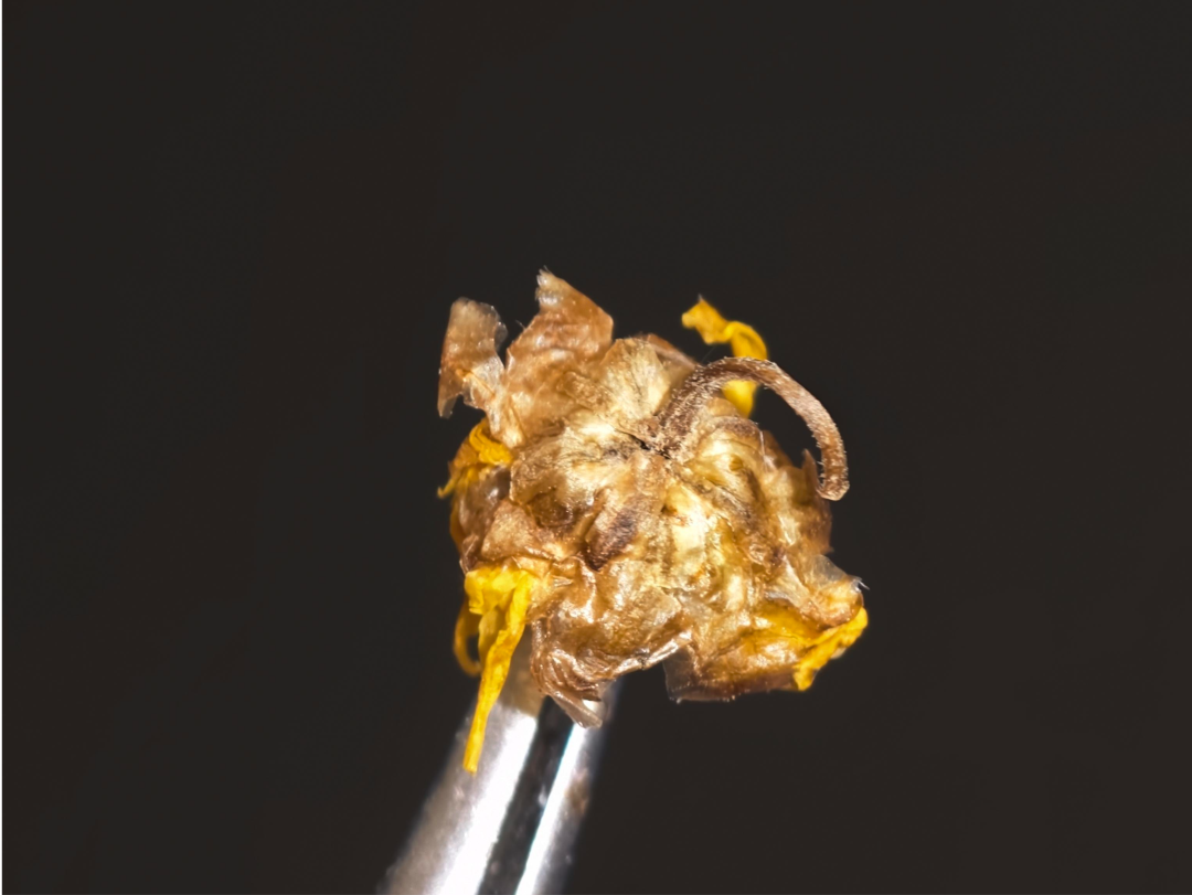 贡菊正在花期,双11的20元/斤胎菊比160的批发参考价还低:入冬这锅菊花茶,先把6个名字、2把价尺、4步验收弄清楚