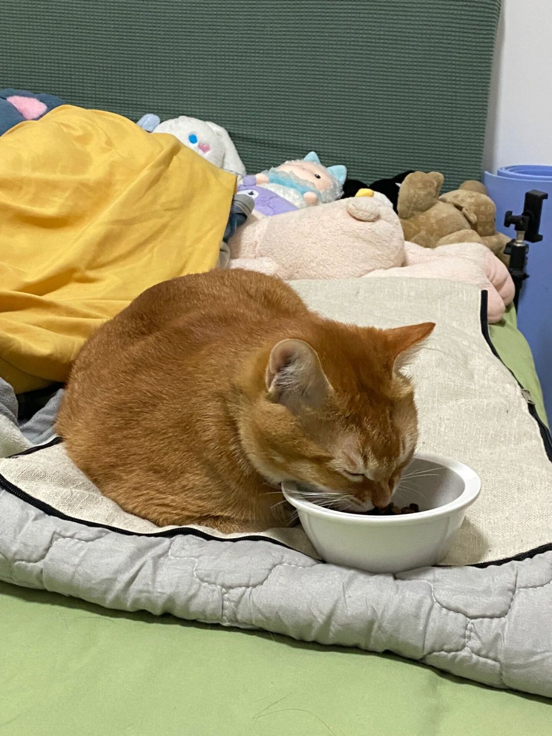 新猫到家，先别给它整个家