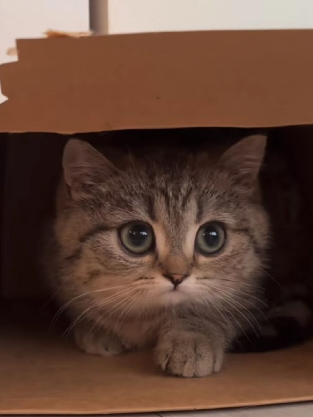 新猫到家，先别给它整个家