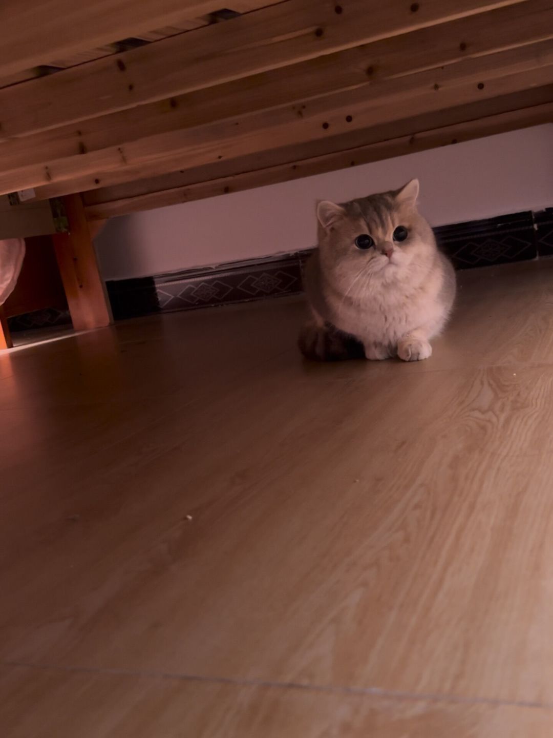 新猫到家，先别给它整个家