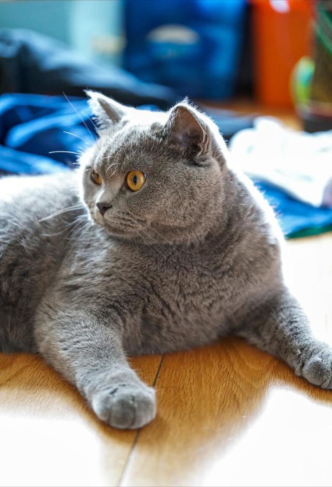 0元领猫,两年16800:被