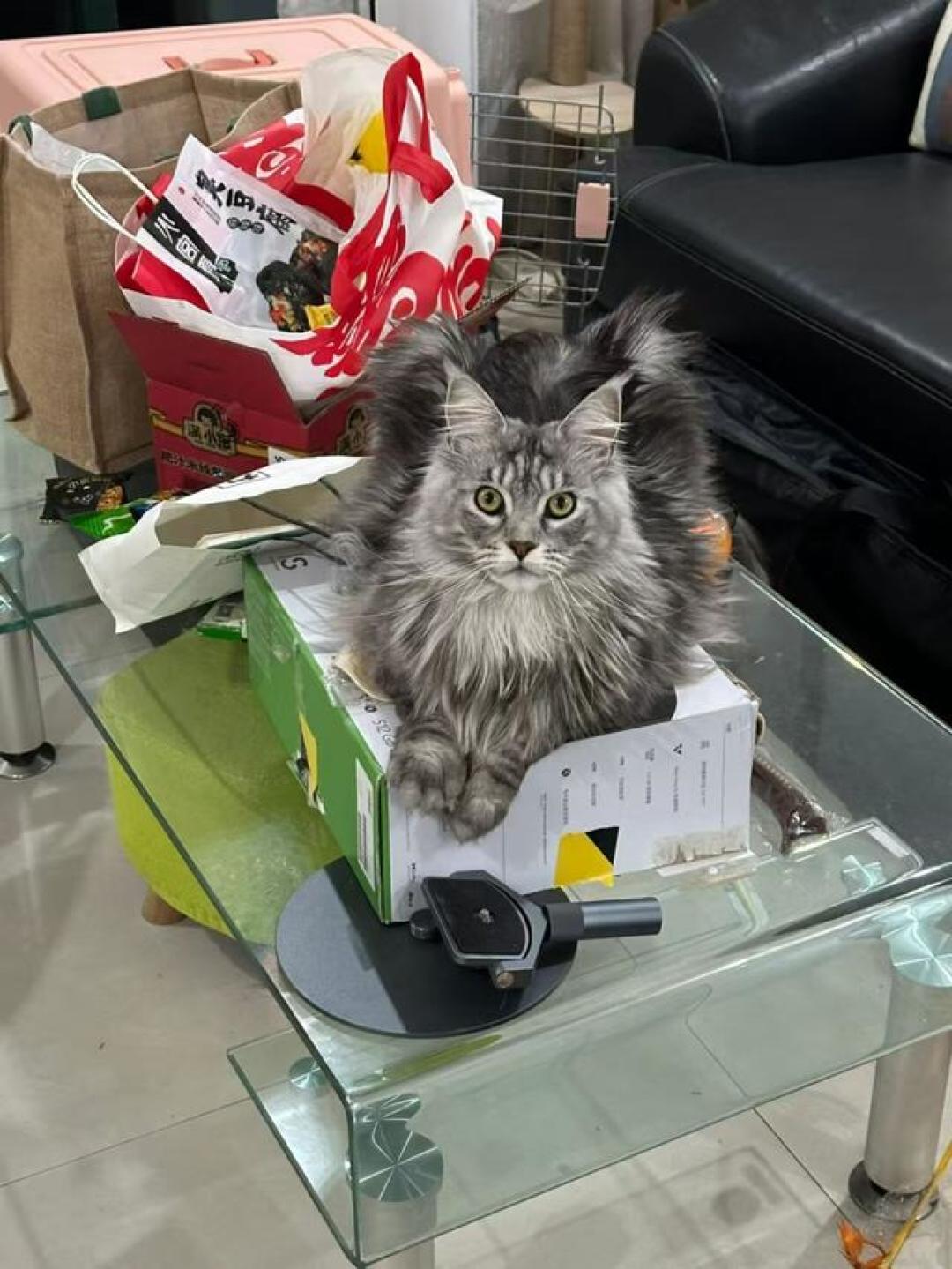 0元领猫,两年16800:被
