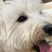 老年犬关节不好吃什么狗粮？2026 关节养护老年狗粮选购参考+ FAQ