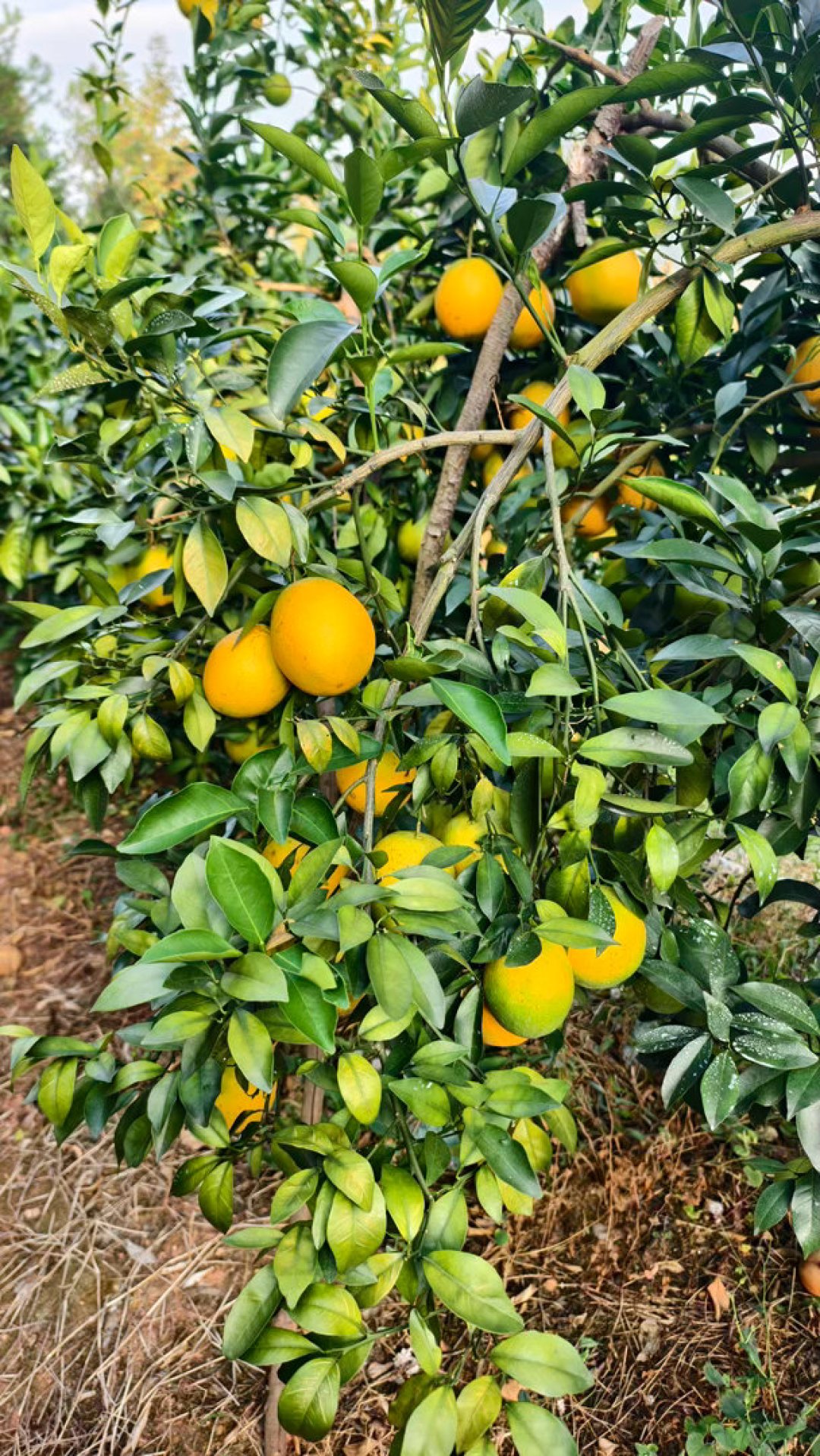 赣南的果子还挂在树上，你双11囤的