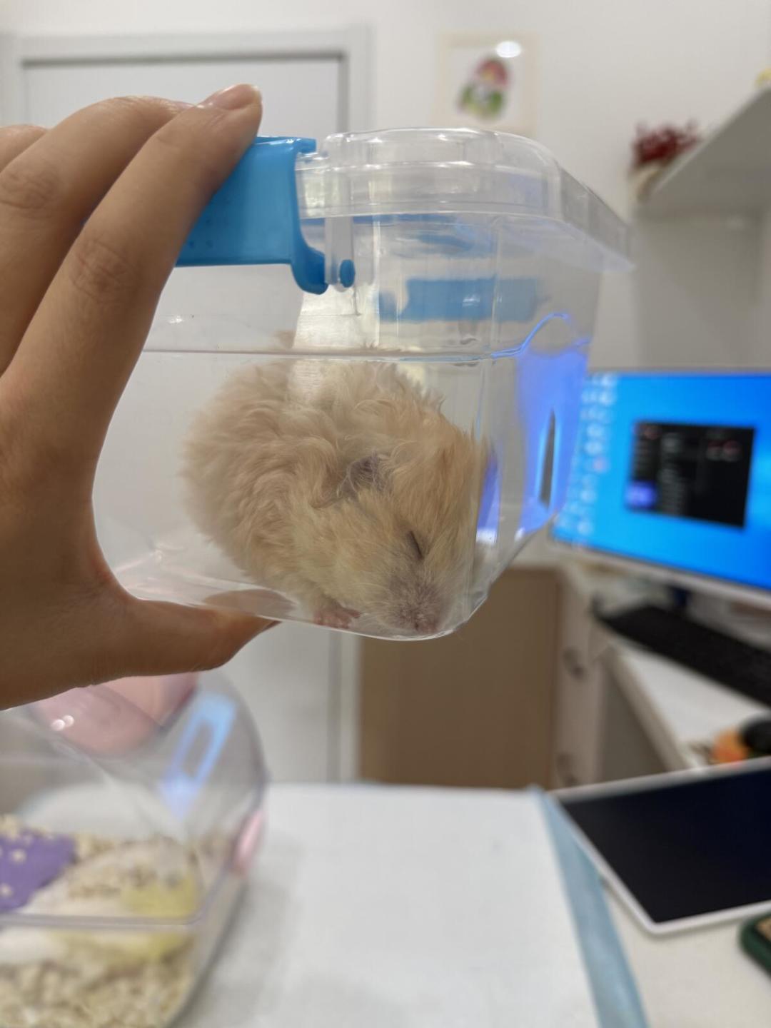 宠物医院说能看异宠,先问完这5句话再挂号