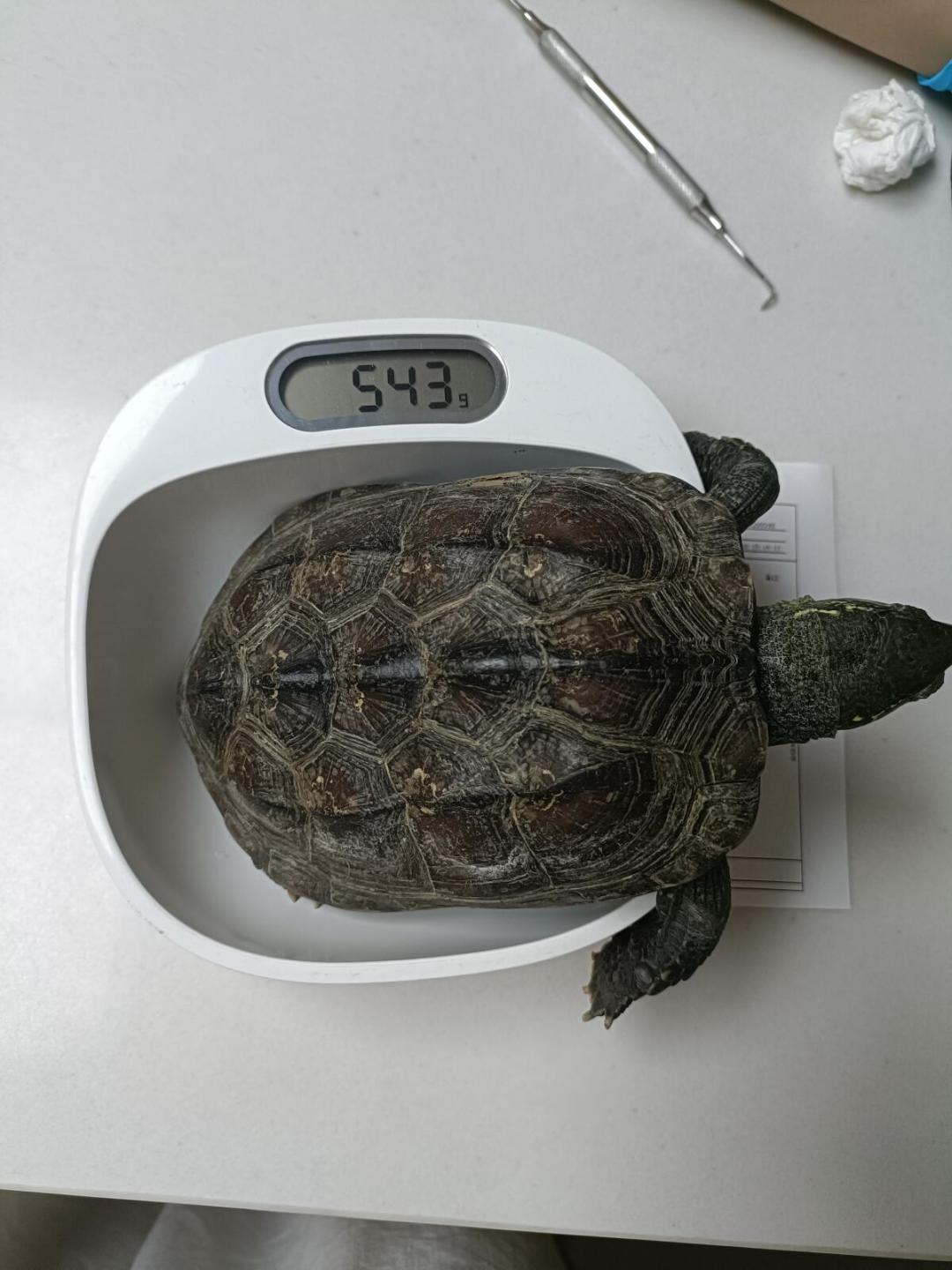 宠物医院说能看异宠,先问完这5句话再挂号