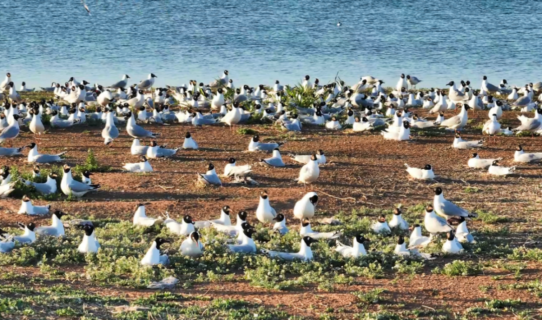 热搜里的遗鸥,7月就离开鄂尔多斯了:10月底的观鸟窗口,我把