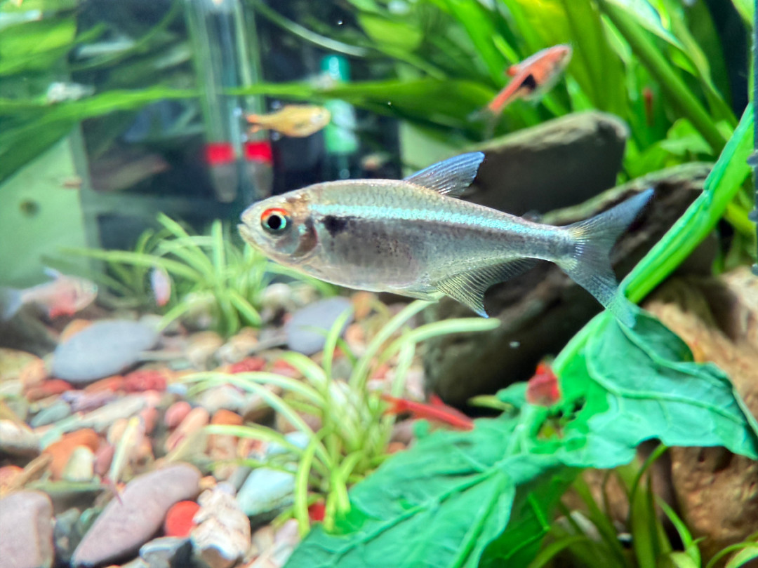 直播间