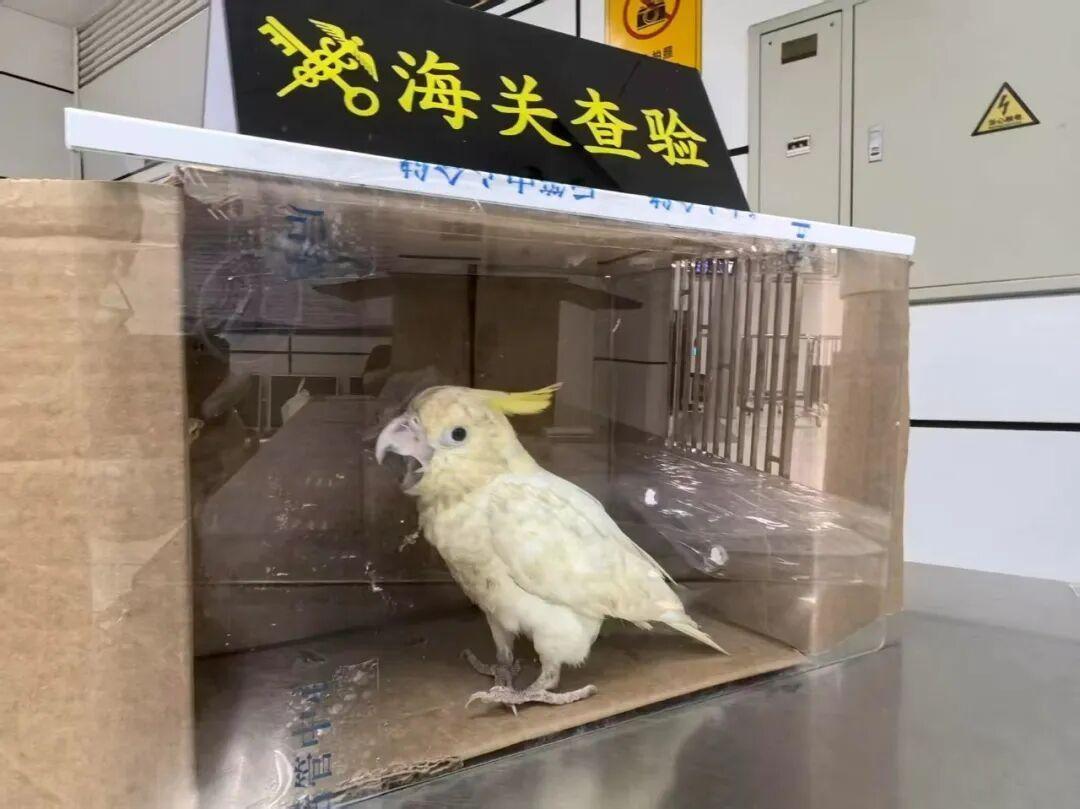 鳄鱼都能快递到家了?1700万人入坑异宠前,先查这3条红线