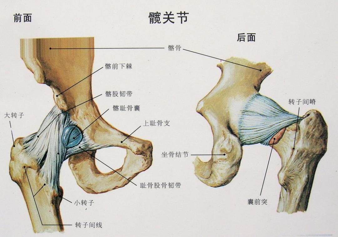 假胯宽练了没变化:先分清那块凸起是脂肪、骨头,还是髋内旋