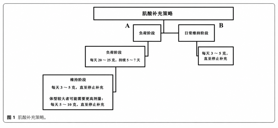 被传“最危险”的肌酸,其实是健身房里最便宜的那样:双11囤肌酸前,先把三笔账算平