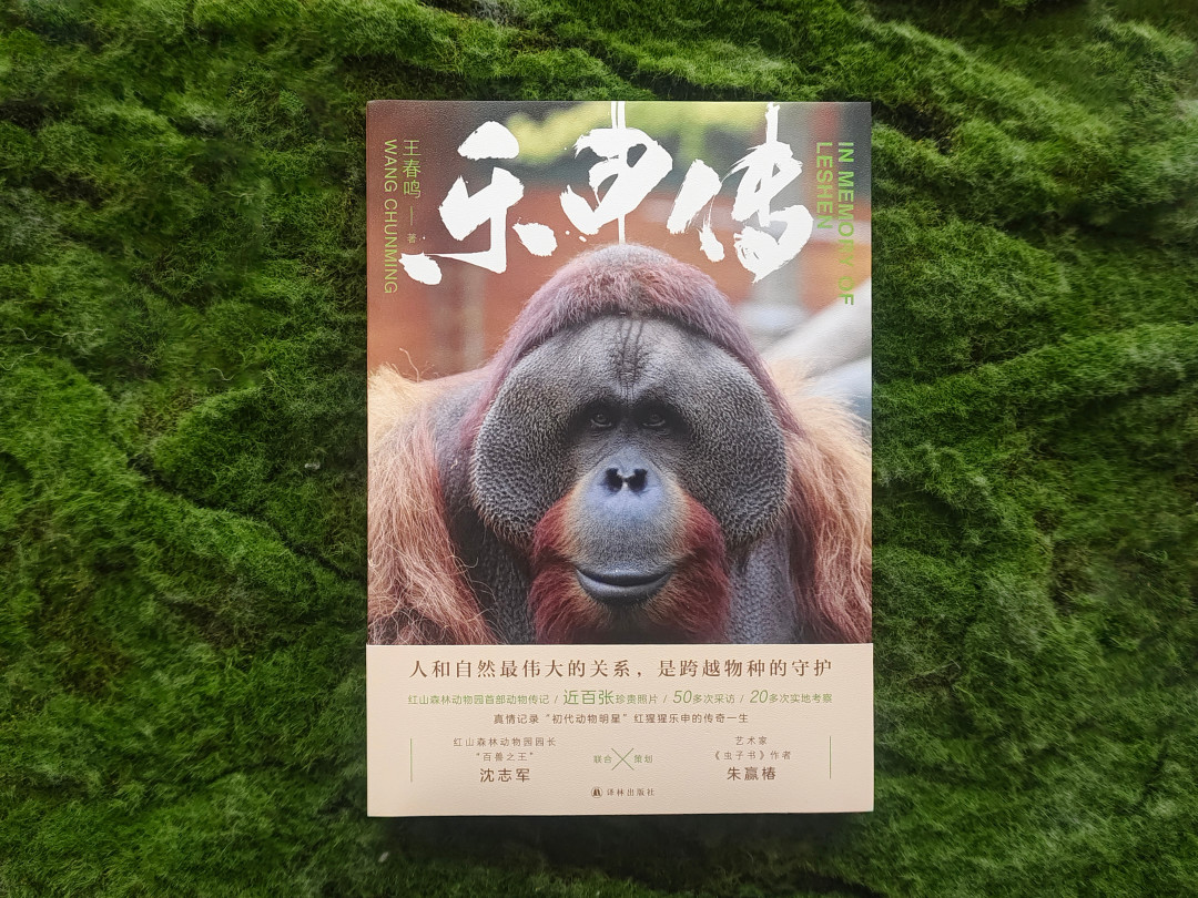 给一只红猩猩立传:它走后七年,南京还在想它