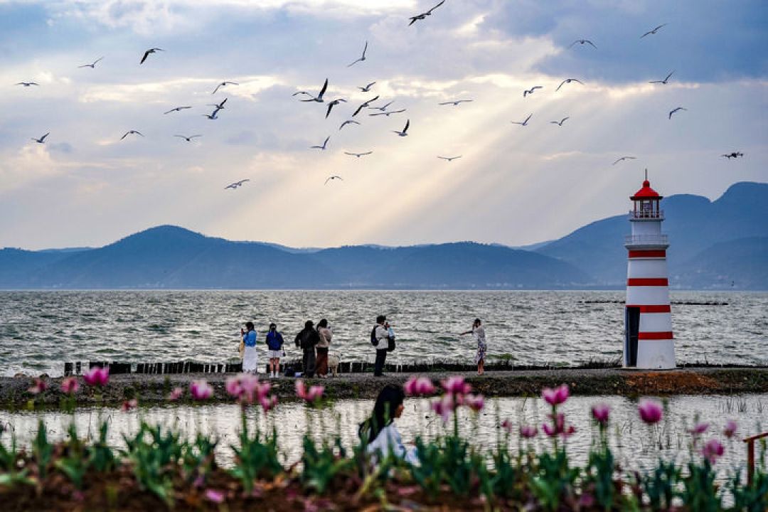 昆明不靠海,这群海鸥为什么年年回来