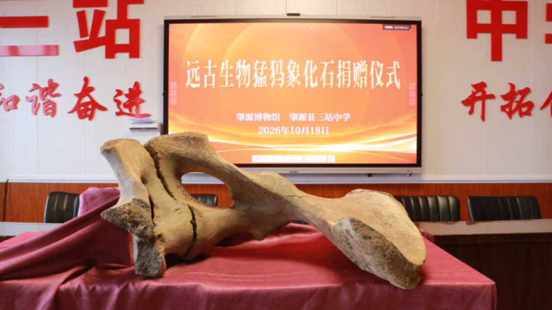 江边遛弯捡到2.5万年猛犸象！东北的化石为啥这么