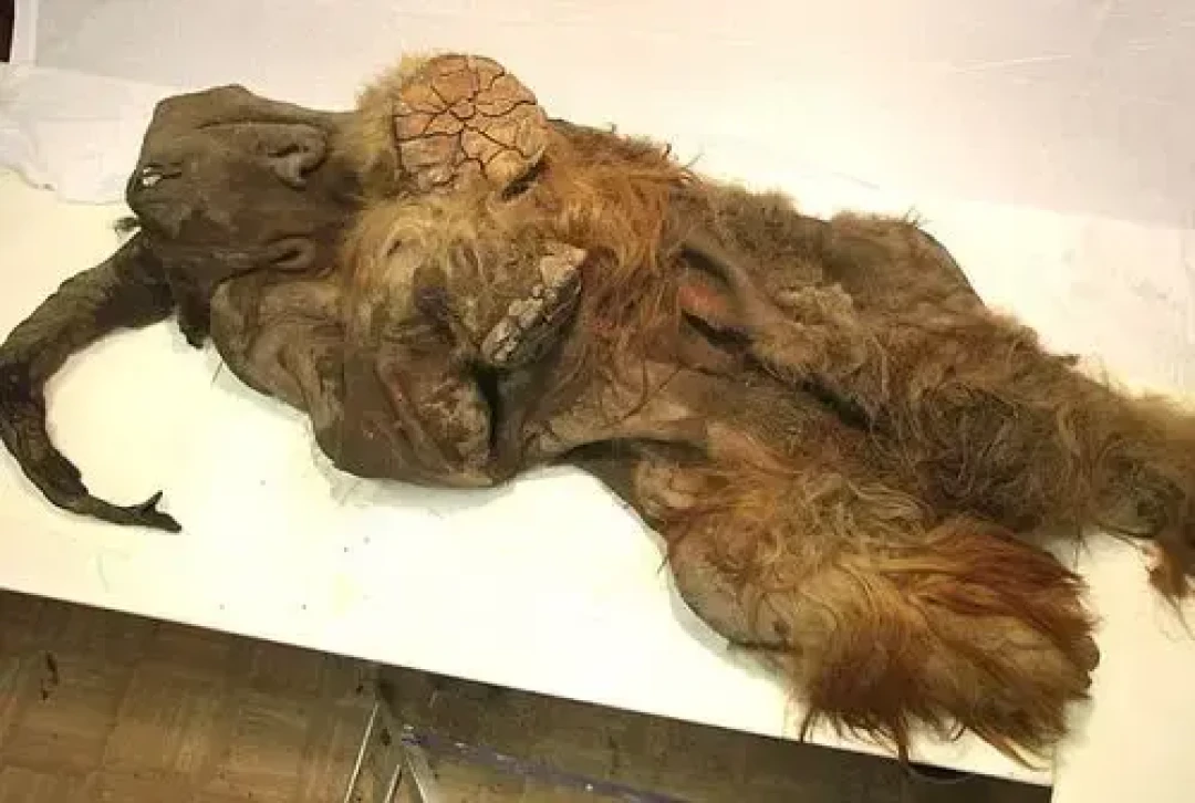 血还是红的、晚餐还在胃里:猛犸象凭什么“鲜”5万年