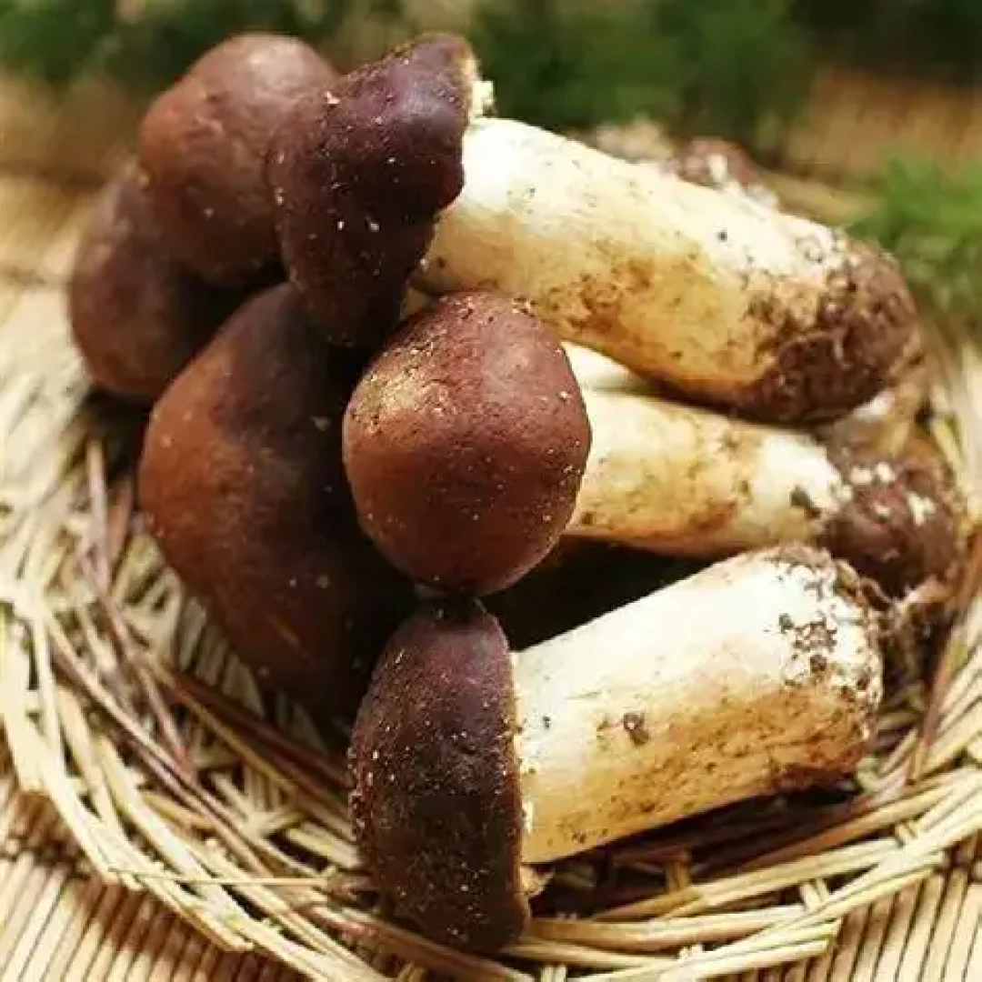 一朵要价17万日元的松茸,日本人到底在为什么付钱?11月去日本之前,先看懂这条价格链
