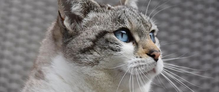 猫钻缝前胡须一探，就是量宽度？这个说法没有测量出处