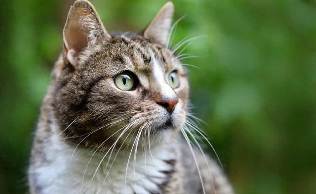 猫钻缝前胡须一探，就是量宽度？这个说法没有测量出处