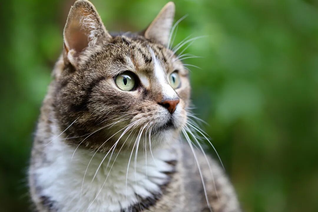猫钻缝前胡须一探，就是量宽度？这个说法没有测量出处