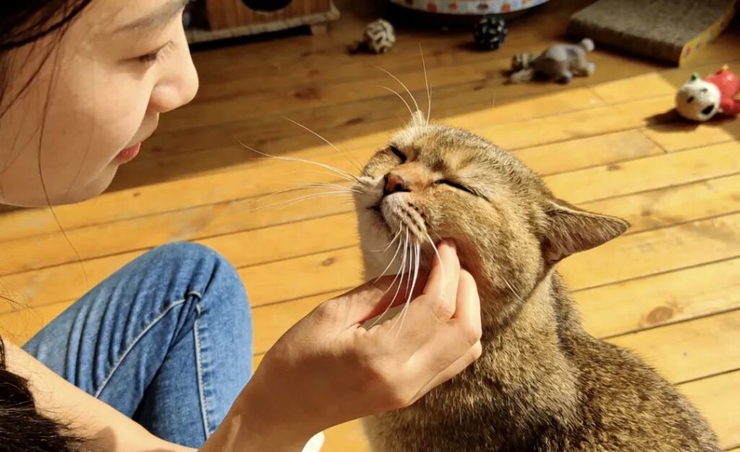 猫钻缝前胡须一探，就是量宽度？这个说法没有测量出处