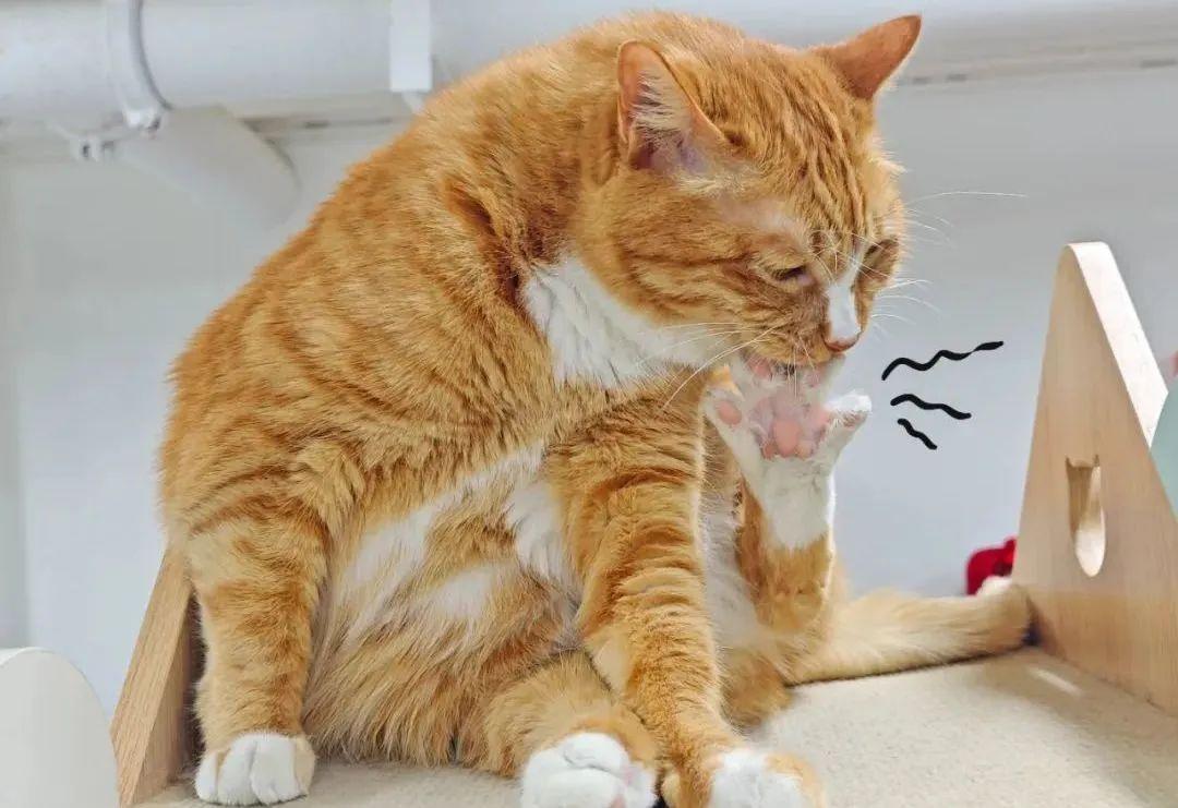 换毛季别急着给猫剃光:掉的毛一根不少,短茬还更难扫