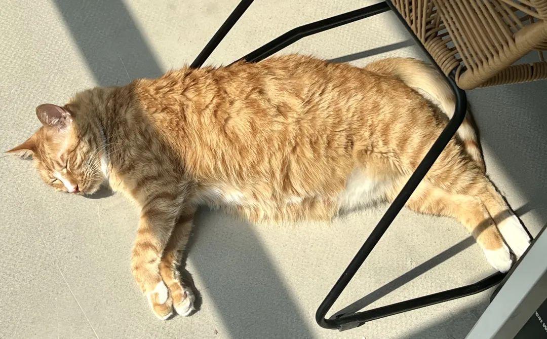 换毛季别急着给猫剃光:掉的毛一根不少,短茬还更难扫