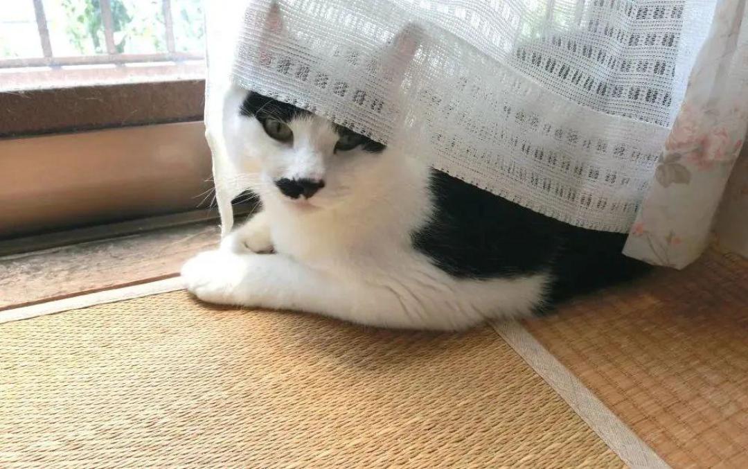 换毛季别急着给猫剃光:掉的毛一根不少,短茬还更难扫