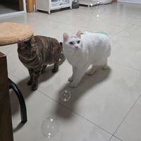 一只猫猫瘟，全屋都得防：酒精和次氯酸都杀不死猫瘟病毒，多猫家庭的72小时清单别做错