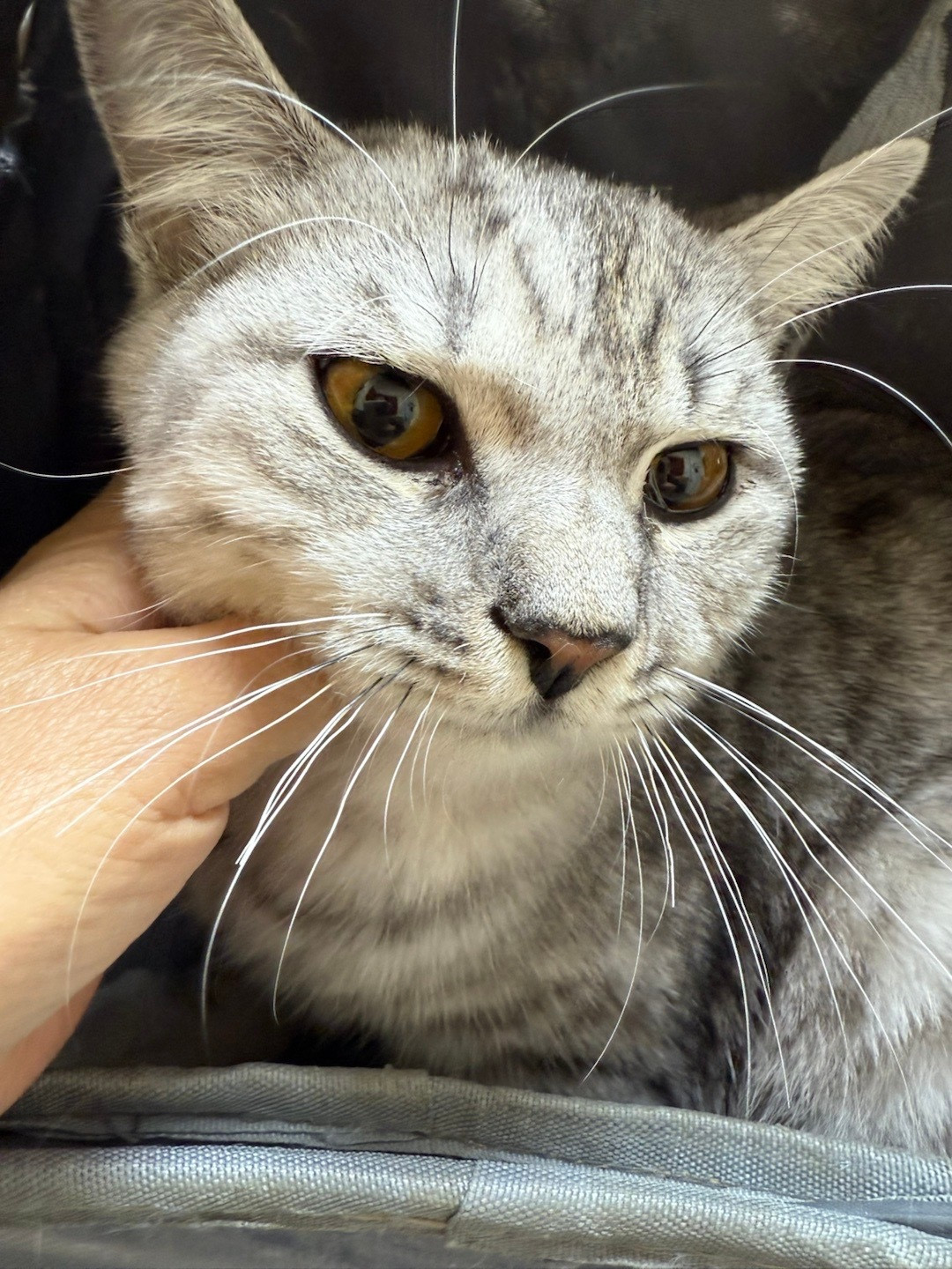 一只猫猫瘟,全屋都得防:酒精和次氯酸都杀不死猫瘟病毒,多猫家庭的72小时清单别做错