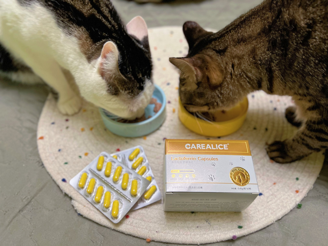 一只猫猫瘟,全屋都得防:酒精和次氯酸都杀不死猫瘟病毒,多猫家庭的72小时清单别做错