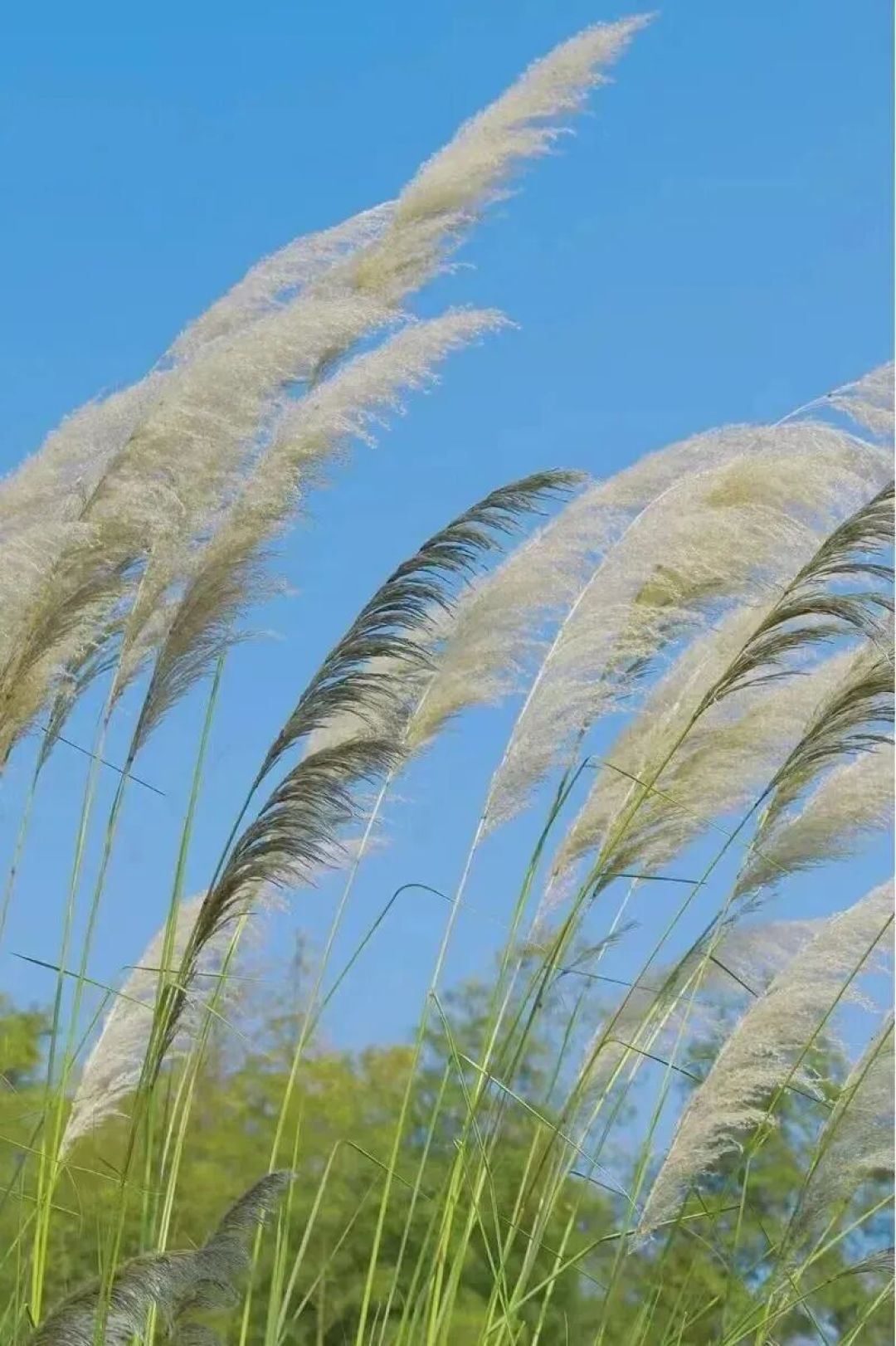 白描写哭那么多人,可它本来不是用来哭的