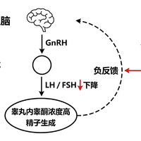 睾酮下降54%？真缺的只有2.1%：买“促睾”之前，先看懂这条焦虑流水线