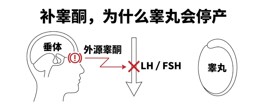 睾酮下降54%?真缺的只有2.1%:买“促睾”之前,先看懂这条焦虑流水线