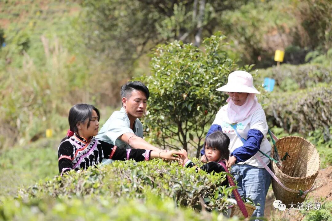新批次大益生茶喝不出