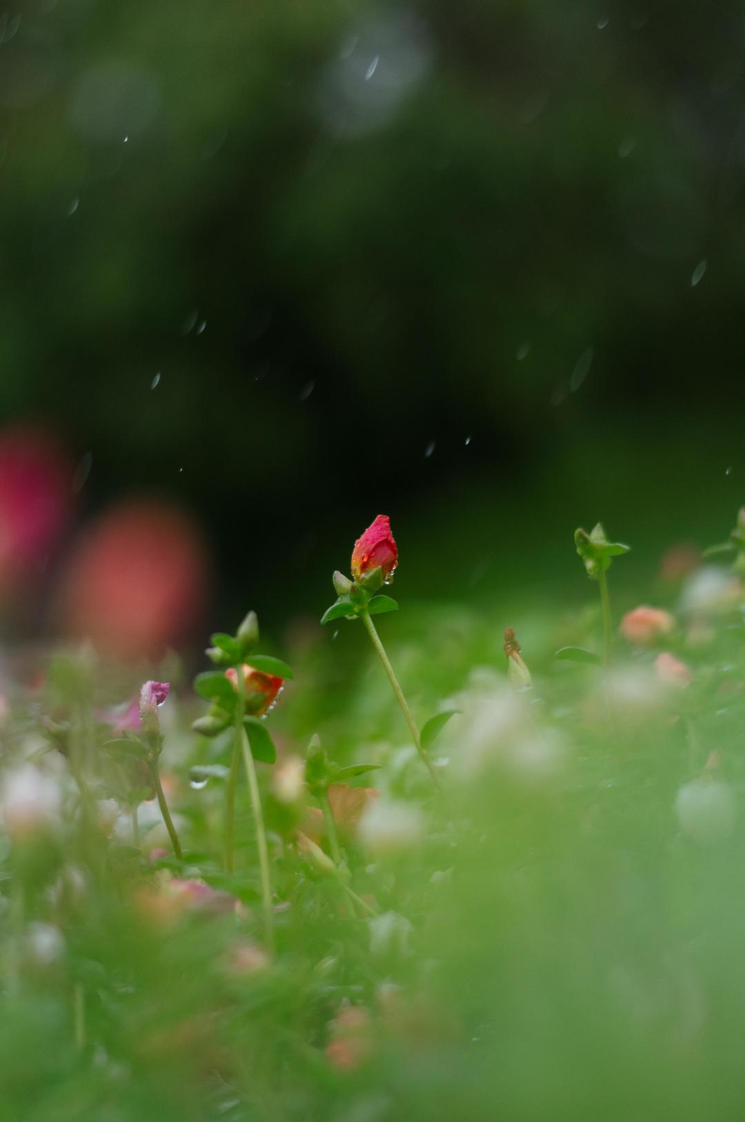 375克、52mm滤镜：适马这支50mm F1.4，主动把像差留了下来