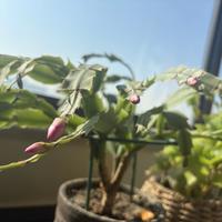 花市里苞最密的蟹爪兰，回家一周最容易掉光：头七天别换盆，先掐掉几个苞