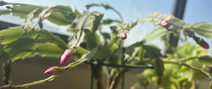 花市里苞最密的蟹爪兰，回家一周最容易掉光：头七天别换盆，先掐掉几个苞