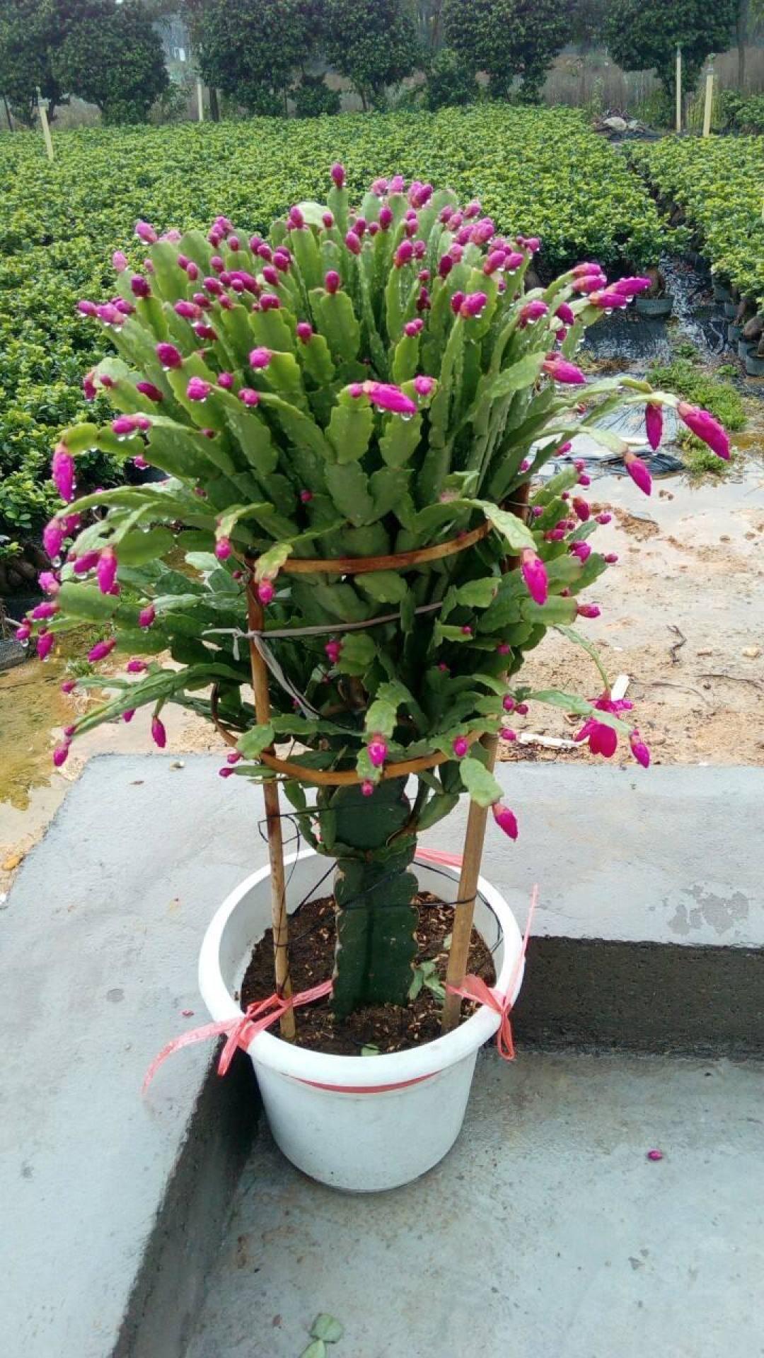 花市里苞最密的蟹爪兰,回家一周最容易掉光:头七天别换盆,先掐掉几个苞