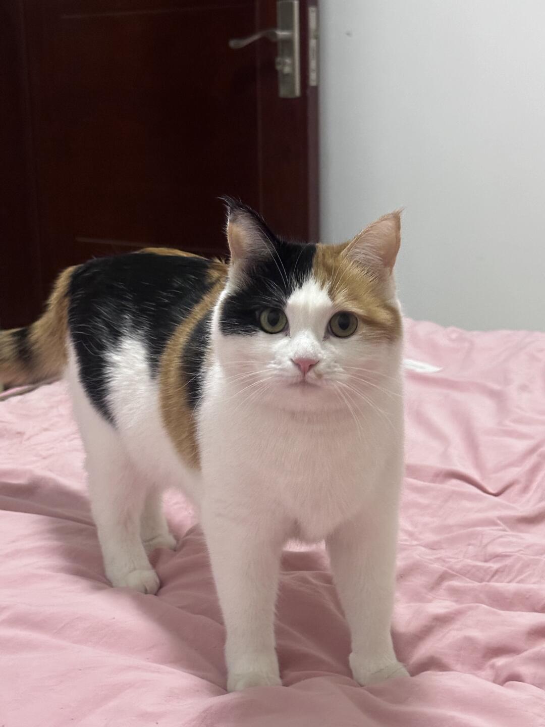 奶牛猫真是“猫中哈士奇”?毛色与性格的研究,只测到了这三件事