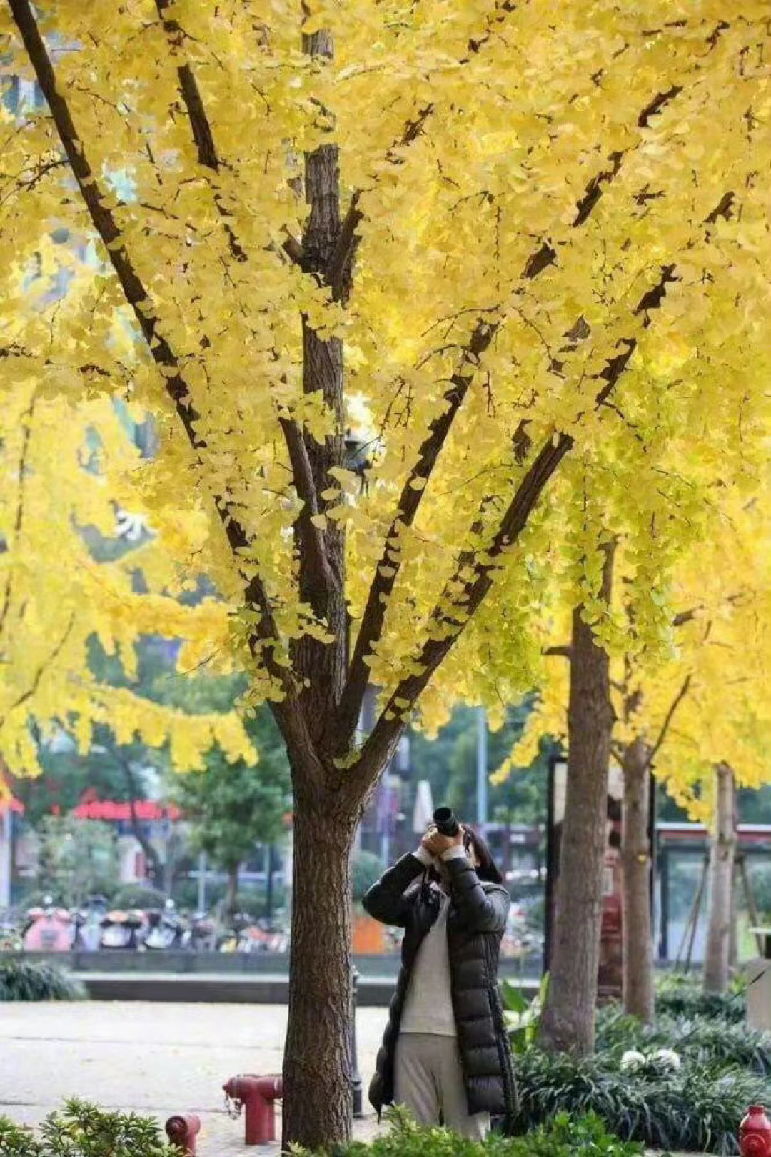 奥森神树都秃了才反应过来：这周末看银杏的6个坑，20条翻车帖早替你踩完了