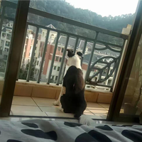 上班族养狗，最难的是你关门后的八小时