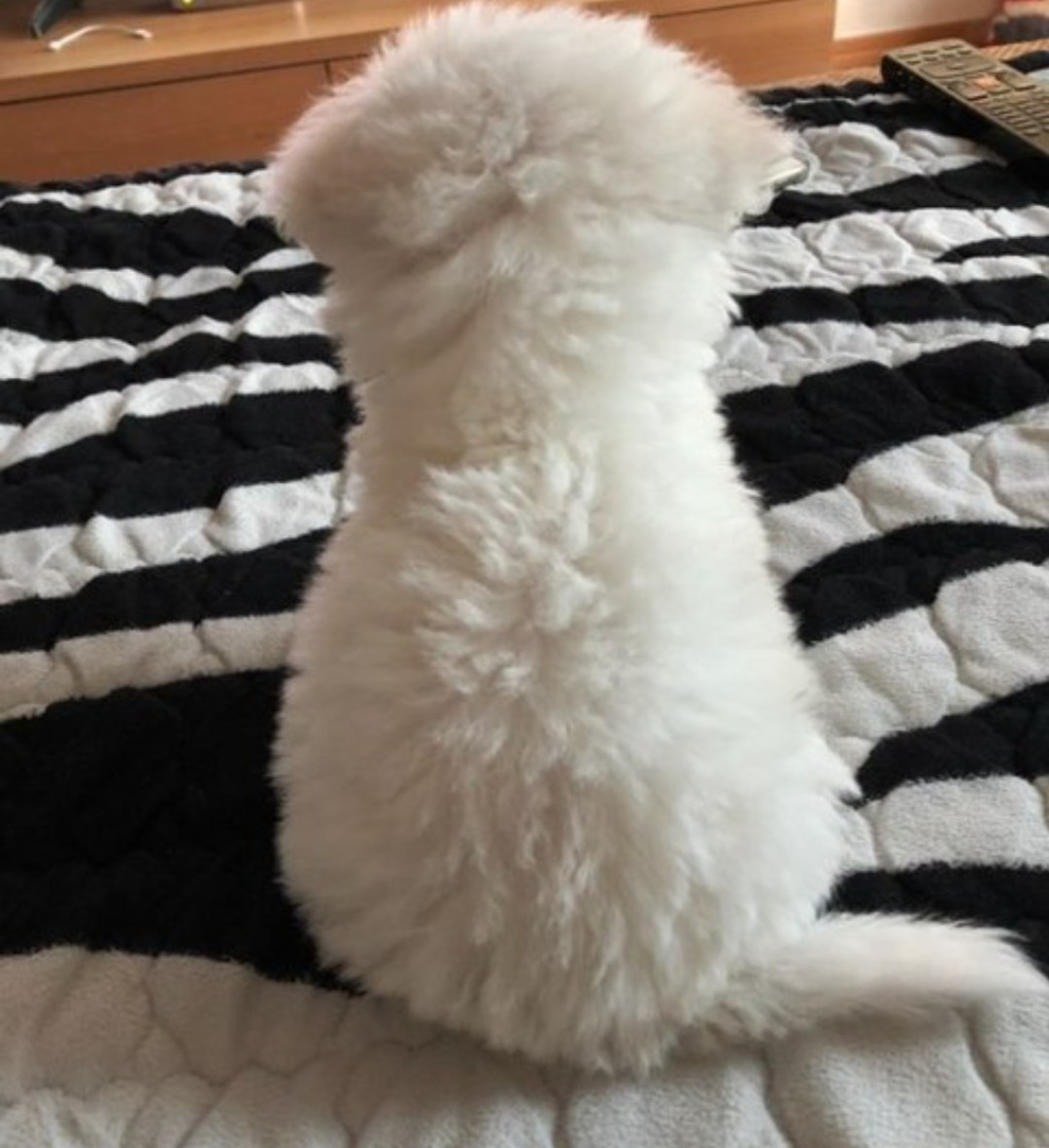 上班族养狗，最难的是你关门后的八小时