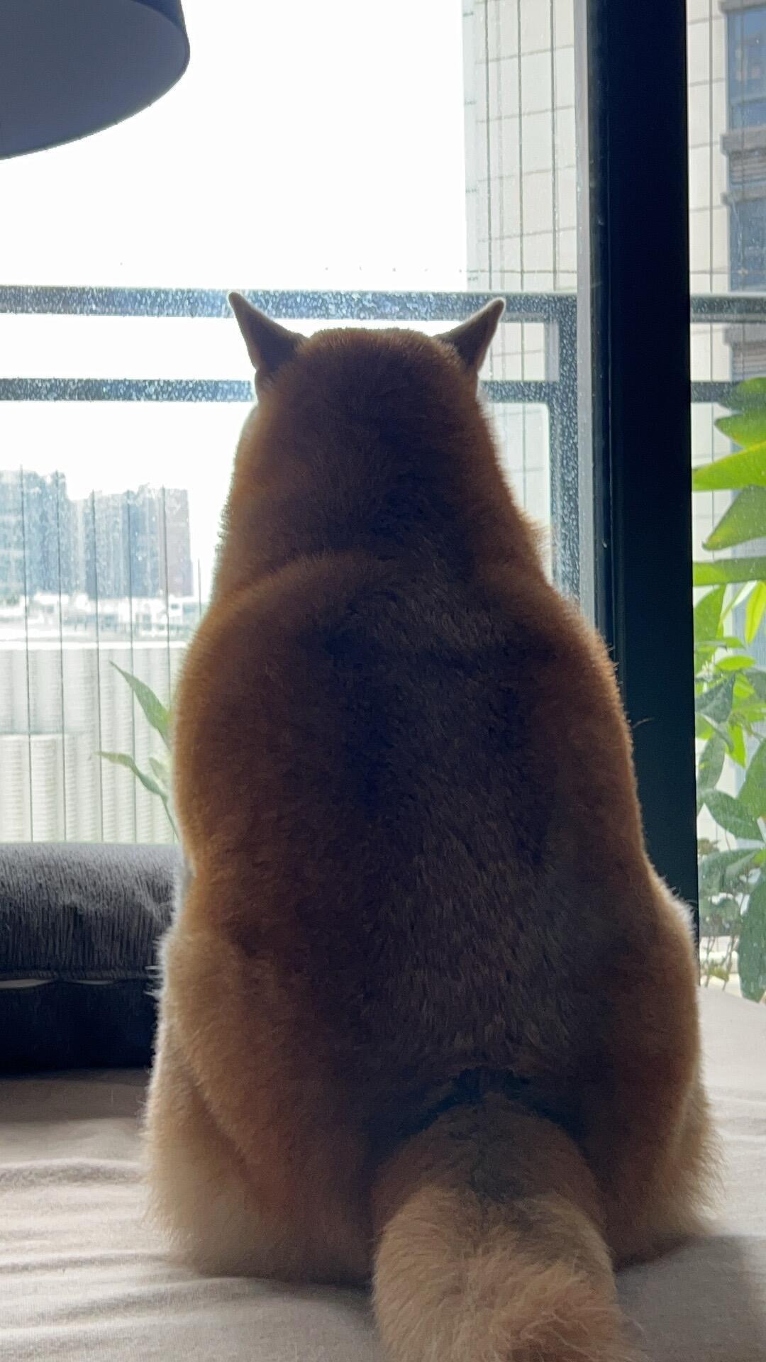 上班族养狗，最难的是你关门后的八小时