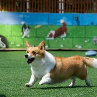 宠物乐园撒欢两天，回来咳出3000块：这轮秋季"犬窝咳"，别当感冒，也别乱当流感治